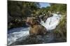 USA, Alaska, Katmai NP, Coastal Brown Bear fishing for salmon.-Paul Souders-Mounted Photographic Print