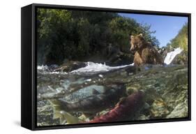 USA, Alaska, Katmai NP, Coastal Brown Bear fishing for salmon.-Paul Souders-Framed Stretched Canvas