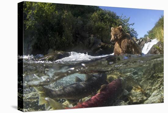 USA, Alaska, Katmai NP, Coastal Brown Bear fishing for salmon.-Paul Souders-Stretched Canvas