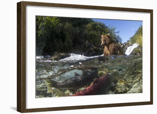 USA, Alaska, Katmai NP, Coastal Brown Bear fishing for salmon.-Paul Souders-Framed Photographic Print