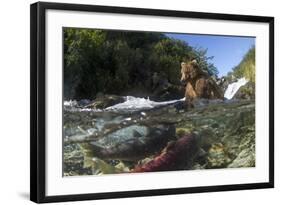 USA, Alaska, Katmai NP, Coastal Brown Bear fishing for salmon.-Paul Souders-Framed Photographic Print
