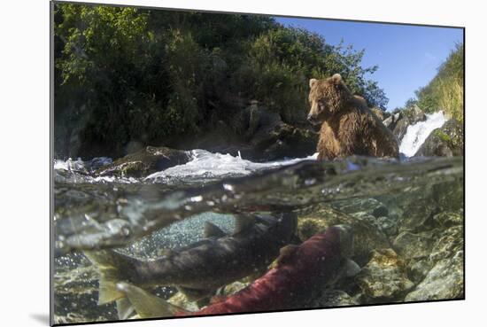 USA, Alaska, Katmai NP, Coastal Brown Bear fishing for salmon.-Paul Souders-Mounted Photographic Print