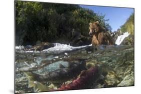 USA, Alaska, Katmai NP, Coastal Brown Bear fishing for salmon.-Paul Souders-Mounted Photographic Print