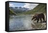 USA, Alaska, Katmai NP, Coastal Brown Bear fishing for salmon.-Paul Souders-Framed Stretched Canvas