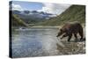 USA, Alaska, Katmai NP, Coastal Brown Bear fishing for salmon.-Paul Souders-Stretched Canvas