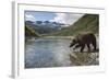 USA, Alaska, Katmai NP, Coastal Brown Bear fishing for salmon.-Paul Souders-Framed Photographic Print