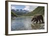 USA, Alaska, Katmai NP, Coastal Brown Bear fishing for salmon.-Paul Souders-Framed Photographic Print