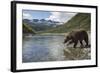 USA, Alaska, Katmai NP, Coastal Brown Bear fishing for salmon.-Paul Souders-Framed Photographic Print