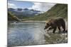 USA, Alaska, Katmai NP, Coastal Brown Bear fishing for salmon.-Paul Souders-Mounted Photographic Print