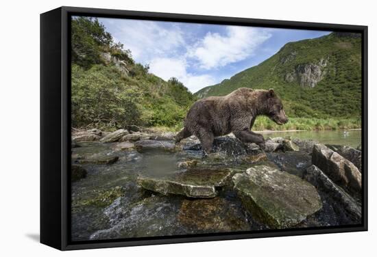 USA, Alaska, Katmai NP, Coastal Brown Bear fishing for salmon.-Paul Souders-Framed Stretched Canvas