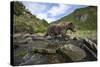 USA, Alaska, Katmai NP, Coastal Brown Bear fishing for salmon.-Paul Souders-Stretched Canvas