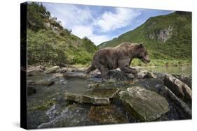 USA, Alaska, Katmai NP, Coastal Brown Bear fishing for salmon.-Paul Souders-Stretched Canvas