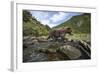 USA, Alaska, Katmai NP, Coastal Brown Bear fishing for salmon.-Paul Souders-Framed Photographic Print