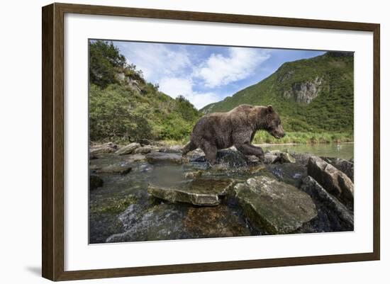 USA, Alaska, Katmai NP, Coastal Brown Bear fishing for salmon.-Paul Souders-Framed Photographic Print