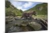 USA, Alaska, Katmai NP, Coastal Brown Bear fishing for salmon.-Paul Souders-Mounted Photographic Print