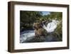 USA, Alaska, Katmai NP, Coastal Brown Bear fishing for salmon.-Paul Souders-Framed Photographic Print