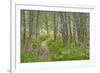 USA, Alaska, Kenai Peninsula. Trail through birch forest and fireweed.-Jaynes Gallery-Framed Premium Photographic Print