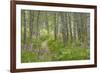 USA, Alaska, Kenai Peninsula. Trail through birch forest and fireweed.-Jaynes Gallery-Framed Premium Photographic Print