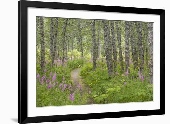 USA, Alaska, Kenai Peninsula. Trail through birch forest and fireweed.-Jaynes Gallery-Framed Premium Photographic Print