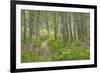 USA, Alaska, Kenai Peninsula. Trail through birch forest and fireweed.-Jaynes Gallery-Framed Premium Photographic Print