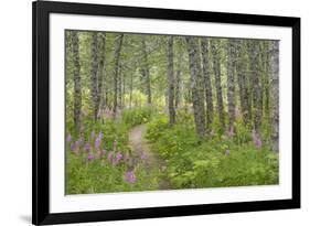 USA, Alaska, Kenai Peninsula. Trail through birch forest and fireweed.-Jaynes Gallery-Framed Premium Photographic Print