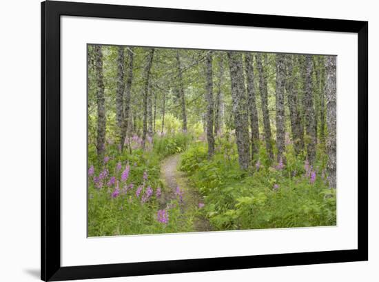 USA, Alaska, Kenai Peninsula. Trail through birch forest and fireweed.-Jaynes Gallery-Framed Premium Photographic Print