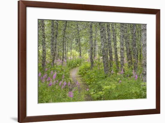 USA, Alaska, Kenai Peninsula. Trail through birch forest and fireweed.-Jaynes Gallery-Framed Premium Photographic Print