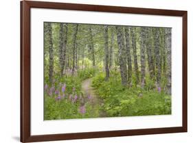 USA, Alaska, Kenai Peninsula. Trail through birch forest and fireweed.-Jaynes Gallery-Framed Premium Photographic Print