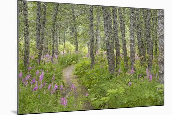 USA, Alaska, Kenai Peninsula. Trail through birch forest and fireweed.-Jaynes Gallery-Mounted Premium Photographic Print