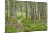 USA, Alaska, Kenai Peninsula. Trail through birch forest and fireweed.-Jaynes Gallery-Mounted Premium Photographic Print