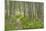 USA, Alaska, Kenai Peninsula. Trail through birch forest and fireweed.-Jaynes Gallery-Mounted Premium Photographic Print