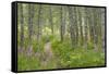 USA, Alaska, Kenai Peninsula. Trail through birch forest and fireweed.-Jaynes Gallery-Framed Stretched Canvas