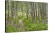 USA, Alaska, Kenai Peninsula. Trail through birch forest and fireweed.-Jaynes Gallery-Stretched Canvas