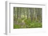 USA, Alaska, Kenai Peninsula. Trail through birch forest and fireweed.-Jaynes Gallery-Framed Photographic Print