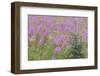 USA, Alaska, Kenai Peninsula, Valdez. Spruce sapling and fireweed flowers.-Jaynes Gallery-Framed Photographic Print