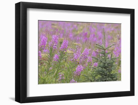 USA, Alaska, Kenai Peninsula, Valdez. Spruce sapling and fireweed flowers.-Jaynes Gallery-Framed Photographic Print