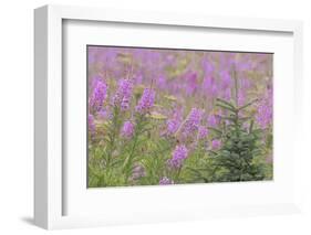 USA, Alaska, Kenai Peninsula, Valdez. Spruce sapling and fireweed flowers.-Jaynes Gallery-Framed Photographic Print