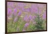 USA, Alaska, Kenai Peninsula, Valdez. Spruce sapling and fireweed flowers.-Jaynes Gallery-Framed Photographic Print