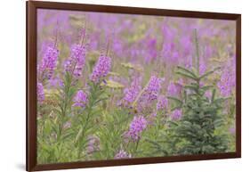 USA, Alaska, Kenai Peninsula, Valdez. Spruce sapling and fireweed flowers.-Jaynes Gallery-Framed Photographic Print