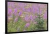 USA, Alaska, Kenai Peninsula, Valdez. Spruce sapling and fireweed flowers.-Jaynes Gallery-Framed Photographic Print