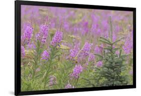 USA, Alaska, Kenai Peninsula, Valdez. Spruce sapling and fireweed flowers.-Jaynes Gallery-Framed Photographic Print