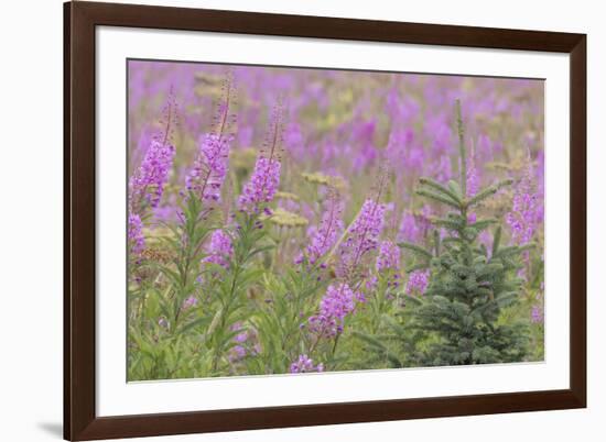 USA, Alaska, Kenai Peninsula, Valdez. Spruce sapling and fireweed flowers.-Jaynes Gallery-Framed Premium Photographic Print