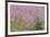 USA, Alaska, Kenai Peninsula, Valdez. Spruce sapling and fireweed flowers.-Jaynes Gallery-Framed Premium Photographic Print