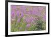 USA, Alaska, Kenai Peninsula, Valdez. Spruce sapling and fireweed flowers.-Jaynes Gallery-Framed Premium Photographic Print