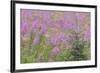USA, Alaska, Kenai Peninsula, Valdez. Spruce sapling and fireweed flowers.-Jaynes Gallery-Framed Premium Photographic Print