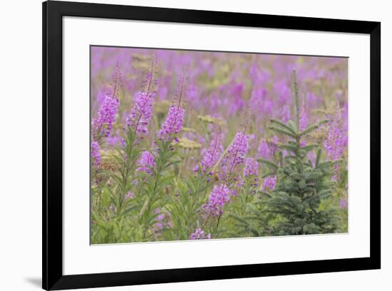 USA, Alaska, Kenai Peninsula, Valdez. Spruce sapling and fireweed flowers.-Jaynes Gallery-Framed Premium Photographic Print