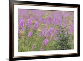 USA, Alaska, Kenai Peninsula, Valdez. Spruce sapling and fireweed flowers.-Jaynes Gallery-Framed Premium Photographic Print