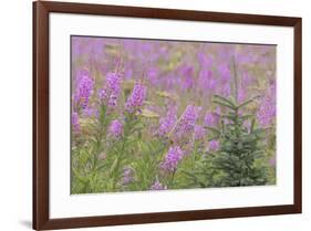 USA, Alaska, Kenai Peninsula, Valdez. Spruce sapling and fireweed flowers.-Jaynes Gallery-Framed Premium Photographic Print