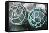 USA, Alaska, Ketchikan, Antique Japanese Glass Fishing Floats-Savanah Stewart-Framed Stretched Canvas