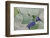 USA, Alaska, Ketchikan, Beach Glass-Savanah Stewart-Framed Photographic Print